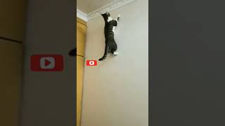 Cat Climbs Room Wall! 🤨🤨🤔🤔😐