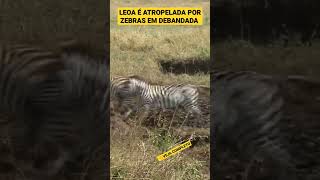 ZEBRAS ATROPELAM LEOA #shorts #shortsfeed #shortsvideo