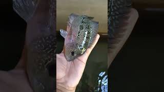 Ikan Pemakan Jari Orang