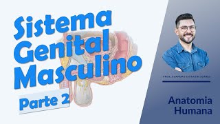 Aula 02 - Glândulas sexuais acessórias, anatomia do pênis e da uretra - Anatomia Humana