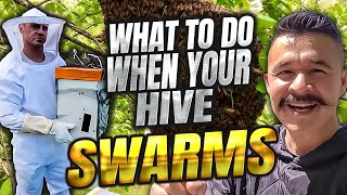 How to Catch a Giant Swarm and Quick Step by Step to Conquer the Swarming Bee Army!