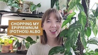 Looking Back On & Chopping My Epipremnum (Pothos) Pinnatum Albo Varigated!