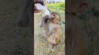 आज तो Baby बहुत भूखा है 🍼🐵 #bandar #monkeyvideo #monkey 0736