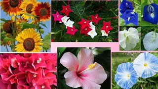 Top 15 Beautiful Summer Flowers