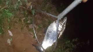 As brutas só saíram a noite, #pescaria de muitos peixes, rio Ivaí.