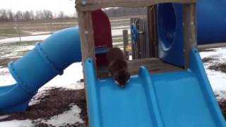 Brisby slide from front