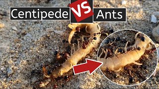 centipede vs ants | timelapse video