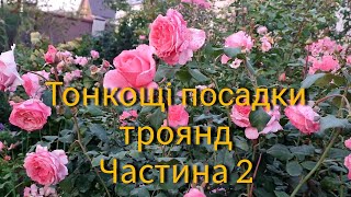 Ч.2 Тонкощі посадки троянд. Саджанці від Наді Панасюк та Олі Матіяшек