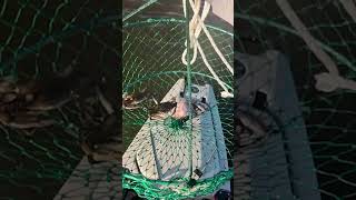 Two blue crabs in one net