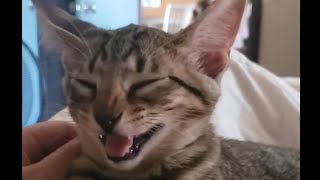 snooze button💤 ASMR | cat massage | relaxing purr sounds | lofi