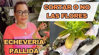 CORTAR O NO LAS FLORES DE LA ECHEVERIA PALLIDA#jardín#suculentas #cuidados#