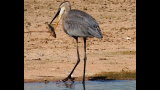 GWR Riparian Preserve, Gilbert AZ June 16, 2023