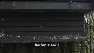 Bat Box Poo   21 Mar 2020   #ActionForInsects