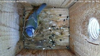 Die Blaumeisen bringen das erste Gras in den Nistkasten! | 27.02.2024