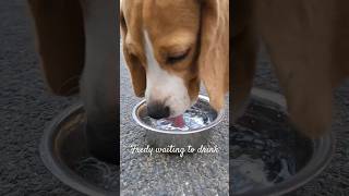 Fredy waiting to drink water|After walking session|#Shorts