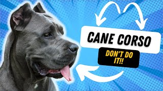 WHY YOU SHOULDN'T GET A CANE CORSO