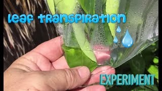 LEAF TRANSPIRATION Experiment (what is transpiration?)