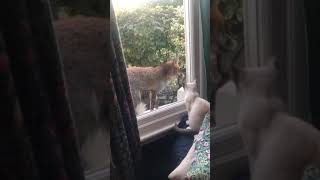 A London fox came to hang out with my kitten