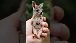 Cutest little kangaroo #cuteanimals #ai #minianimals #babyanimals #tinyanimals #aianimals #kangaroo