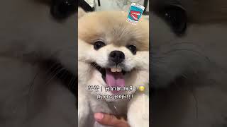 🦷 a true squirrel pup 🦷 📹 @passionpompom-#denture #pomeranian #9gag