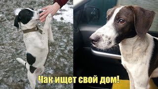 ВЫКИНУЛИ ИЛИ ПОТЕРЯЛСЯ??? Молодой Пес ЧАК Появился Из Ниоткуда, Все Признаки Домашнего Пса. Ищем ДОМ