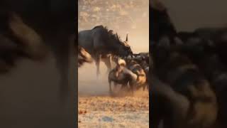 The wild dogs together attack the wildebeest