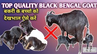 GOAT FARMING:- TOP QUALITY BLACK BENGAL GOAT, बकरी के बच्चो को देखभाल कैसे करें?