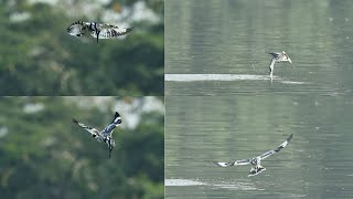 Pied Kingfisher- Hovering and diving for fish facinating to watch the activities#relax #relaxing