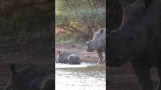 Cute rhino calf living its' best life