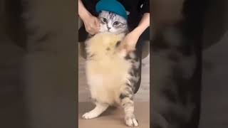 Fat Cat Dance! #shorts #cat