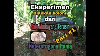 Uji coba!!! Pembiakan koloni kelulut / Trigona tanpa telur | Heterotrigona Itama | Stingless Bee