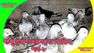 just for show video | শুধু প্রদর্শনের জন্য ভিডিও | pigeon videos | kobutor palon bangladesh | PART-8