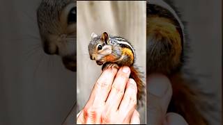 A small squirrel sitting on the hand