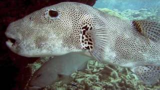 Starry Puffer & Trout Snorkeling Great Barrier Reef