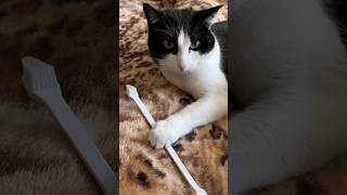 Feeling good 😹lustige Katzenvideos 😻 #shorts #cats