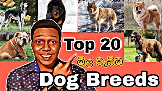 most expensive dog breeds in the world|ලොව මිල වැඩිම බලු වර්ග