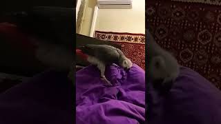 Коты, спасите от папуги! #жако #попугай #попугайжако #котята #parrot #cat #kitten