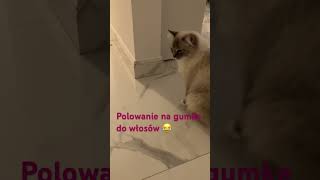 #cats #koty #ragdoll #funnycats #powaznesprawy #trudnesprawy