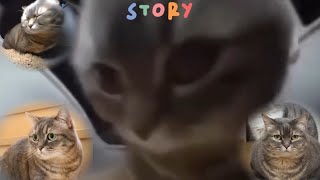 Chipi chapa cat story