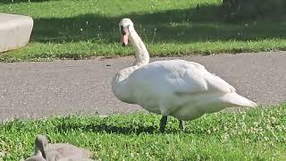 Zwanen op het Leerpark