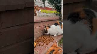 Feeding Time Fun: Three Cats Enjoy their Kibble in this Cute Video Short