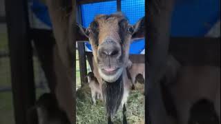 You won’t believe how these animals reached out for help! 🐐❤️