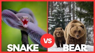 Epic Bear vs Snake Showdown