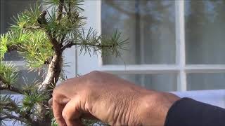 Larch Tree Bonsai