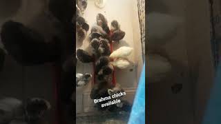 CUTE BRAHMA CHICKS#chickenfarming #brahma #trendingshorts #viralvideo