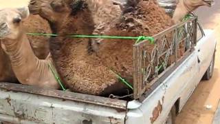 Grumbling camels in back of pick-up