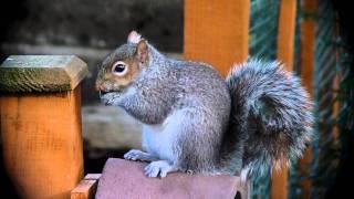 George the Squirrel takes to his heels