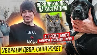 Каспера кастрировали | Убирали двор, Сашка отжигает 😄 | Апргрейт  Моти, и она ищет дом🥰