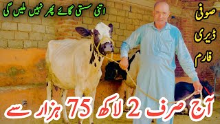 Sufi Dairy Farm||Top Class 5 Cows for Sale ||Cross Cows for Sale in Punjab ||Jersey Fresian Cows