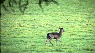 Young Stag